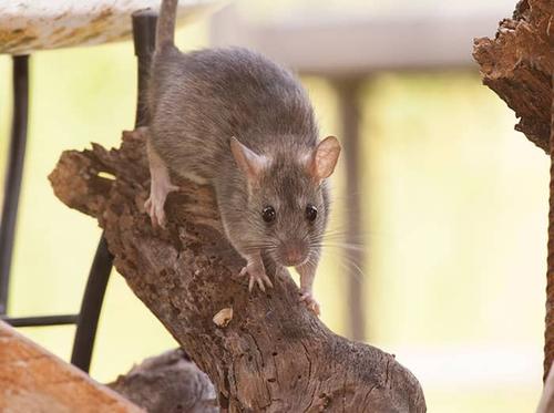 rat in neighbor's yard in denver colorado