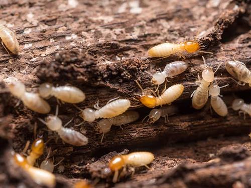 foraging termites in colorado