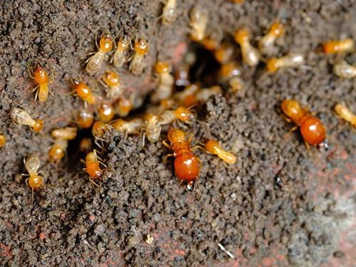 termite cluster outside a colorado home