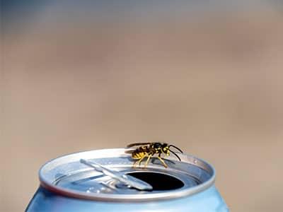 wasp resting on soda can outside colorado home