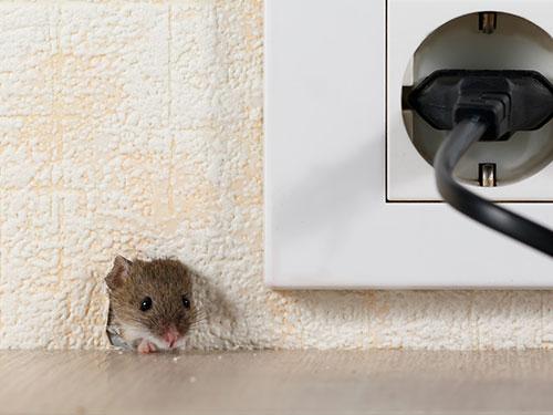 mouse peeking out of wall by electrical outlet in colorado springs home