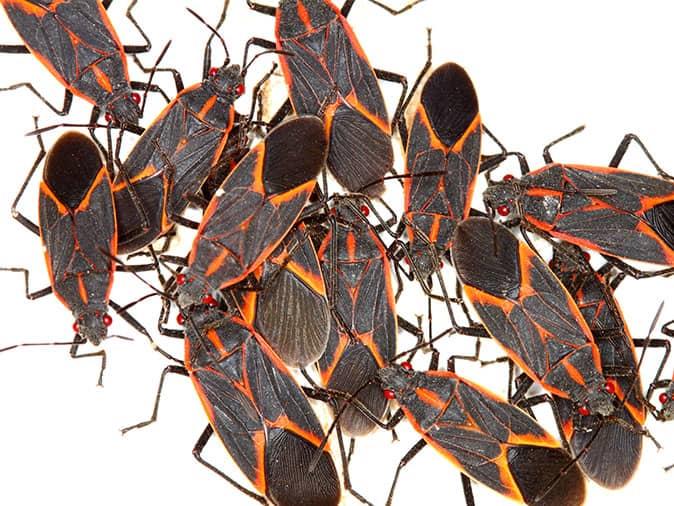What Colorado Springs Property Owners Need To Know About Box Elder Bugs