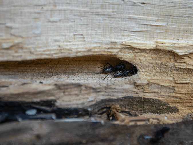 carpenter ants damaging colorado springs home