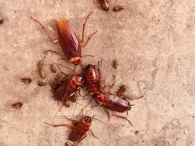 cockroaches on kitchen floor