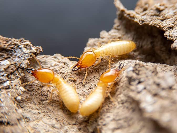 termites looking for food near denver home