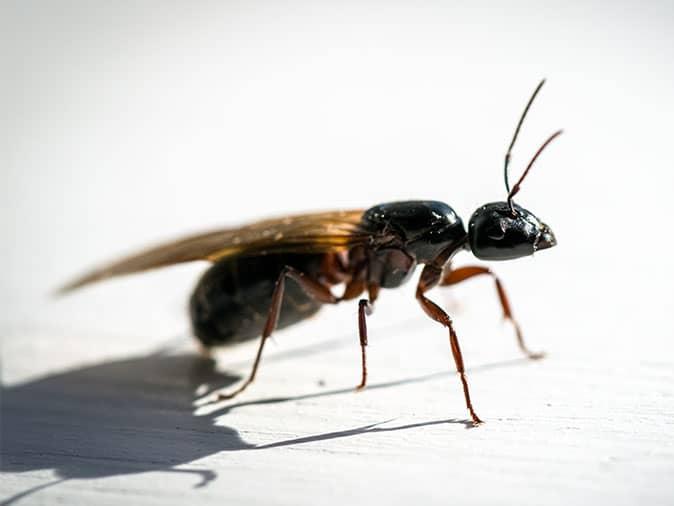 flying ant inside denver colorado home this spring