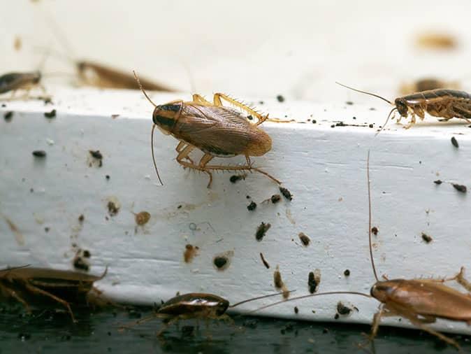 german cockroach infestation inside a denver, co home
