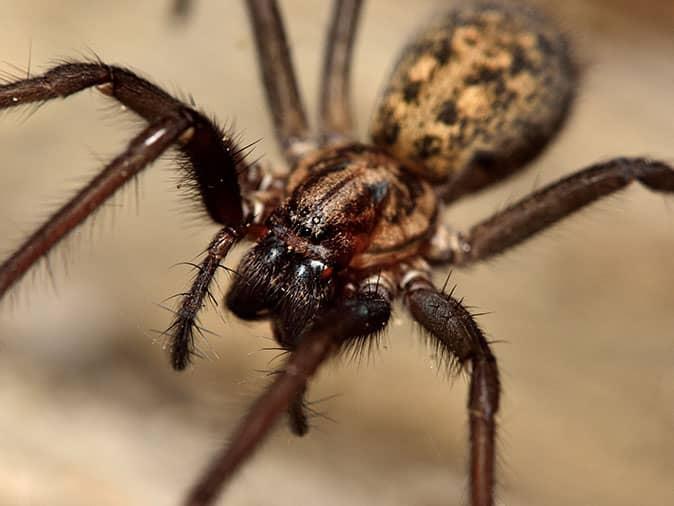 ground spider brown spiders colorado