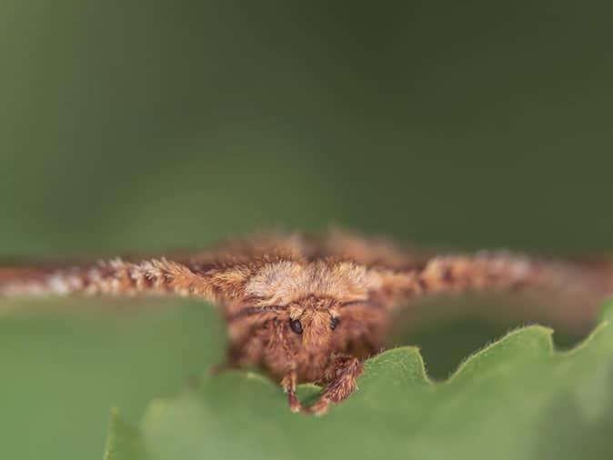 miller moth nesting outside a denver home looking for food