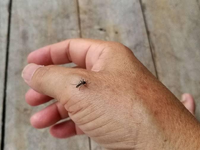 denver resident being bit by mosquito