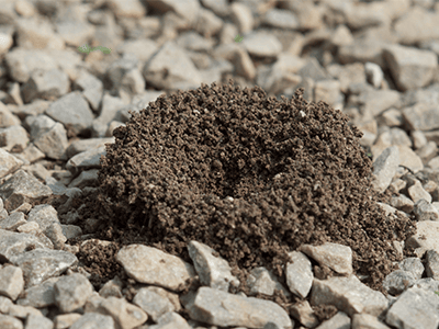 pavement ant next on a denver co driveway