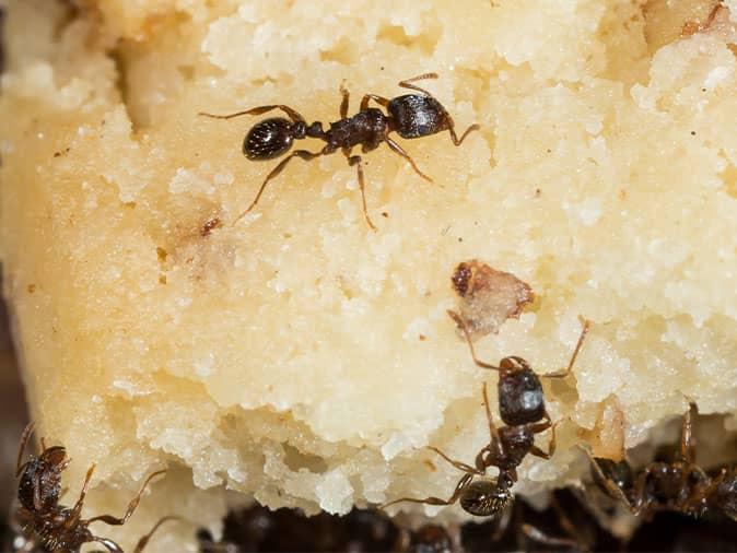 pavement ants looking for food inside a colorado home