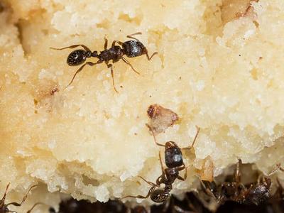 cluster of ants on food left out in a colorado kitchen