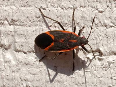 box elder bug on the exterior of a colorado springs home