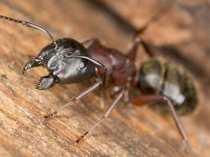 carpenter ant inside a denver home looking for food