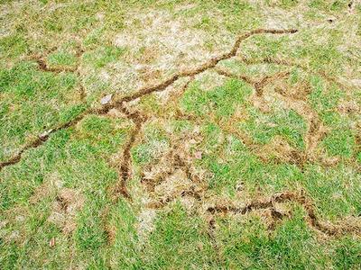 lawn damage in colorado caused by vole