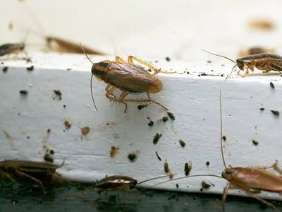 german cockroach infestation inside a colorado home