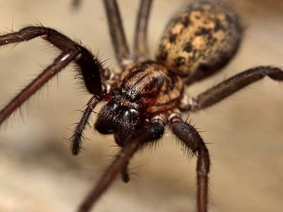 close up of a house spider in a colorado kitchen