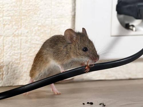 mouse chewing on a wire in a boulder homes living room