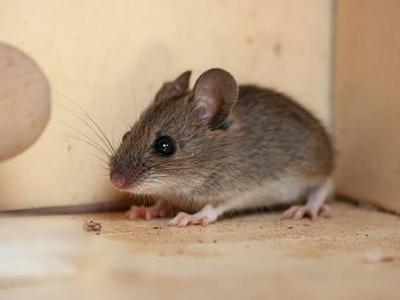mouse trying to hide in a colorado home out of sight from humans
