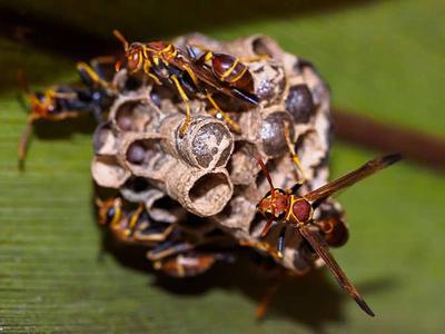 wasps congregating on a nest inside a colorado springs home