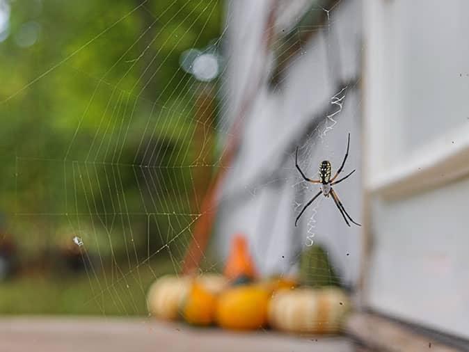 spider hanging from its web outside a denver co home