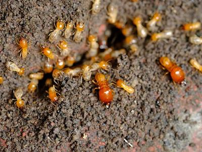 termites infesting a foundation outside a colorado home