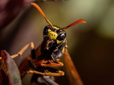 wasp on a piece of fruit in a colorado homes kitchen