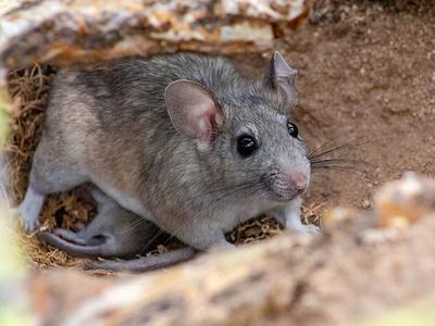 rat looking for food outside a colorado home