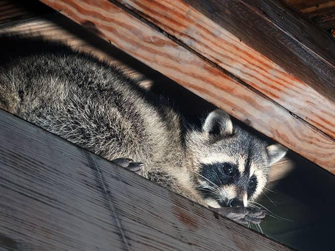 raccoon taking shelter inside a denver, co attic