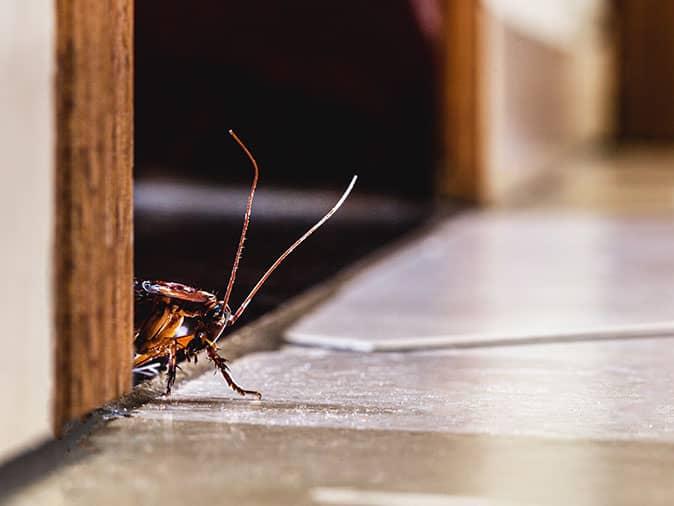 cockroach crawling on floor inside Colorado Springs home