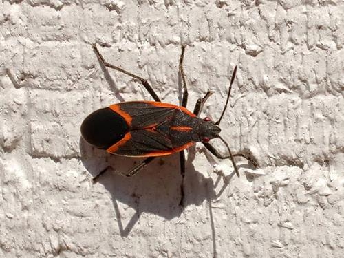 Box Elder Bugs In Colorado | The Ultimate Guide To Box Elder Bugs