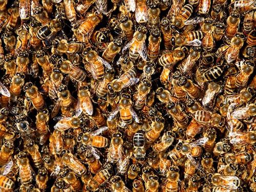cluster of honey bees under a denver, co porch
