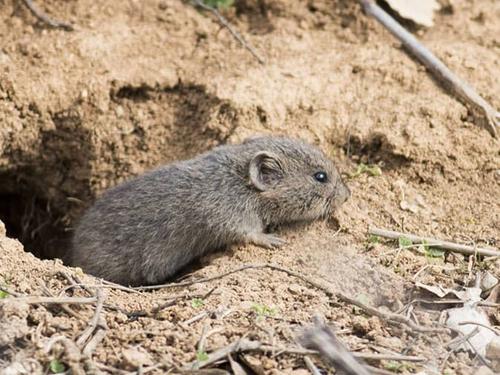 vole destroying a denver lawn by tunneling
