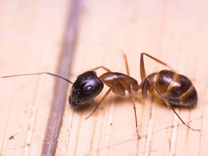 single ant looking for food inside a colorado springs home