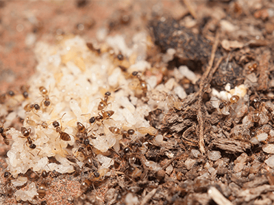 cluster of sugar ants uder a fridge in a denver co home