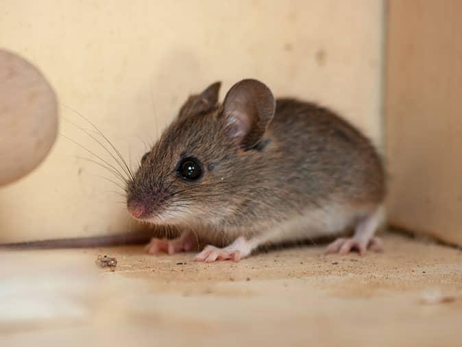 mouse inside a colorado home looking for food