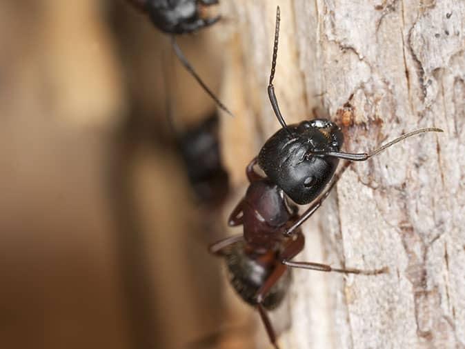 carpenter ant crawling up a tree in denver yard