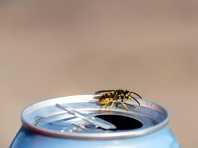 wasp resting on soda can outside denver home