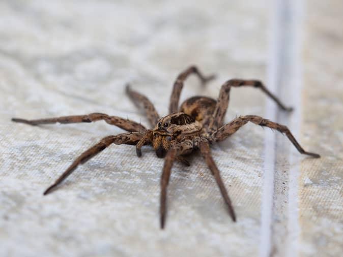 wolf spider on the floor of a denver home
