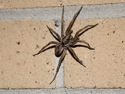 wolf spider crawling on wall of denver home