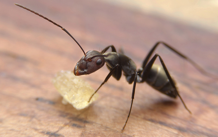 an ant crawling inside of a home in leigh county