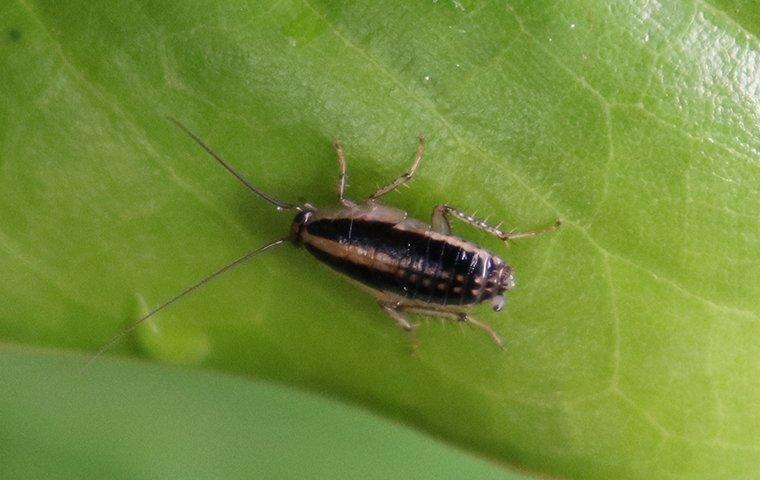 asian cockroach on a leaf