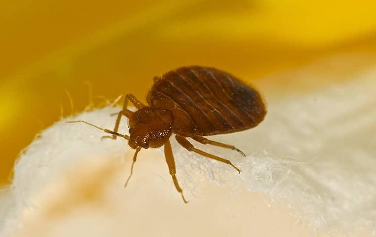 a bed bug crawlig alonf the white linen sheets of a pennsylvania home