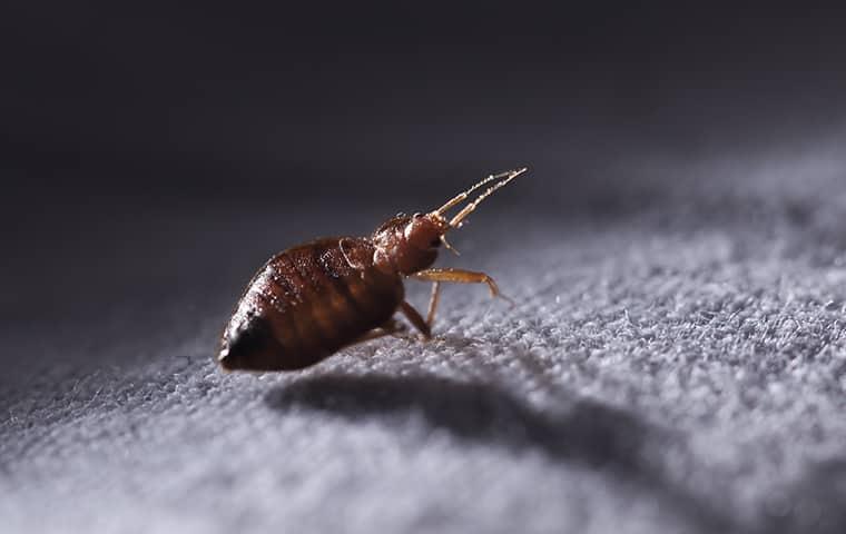 a crawling and biting bed bug infesting the cotton linens of a pennsylvania resident during the darkness of night