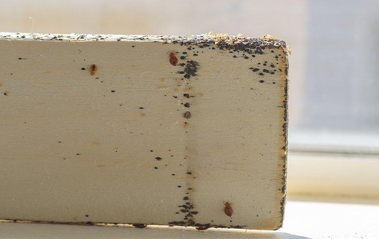 bed bugs on a bed frame board