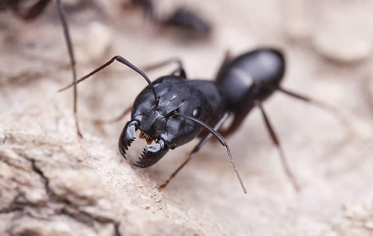 Prevent Carpenter Ants carpenter ant on a rock