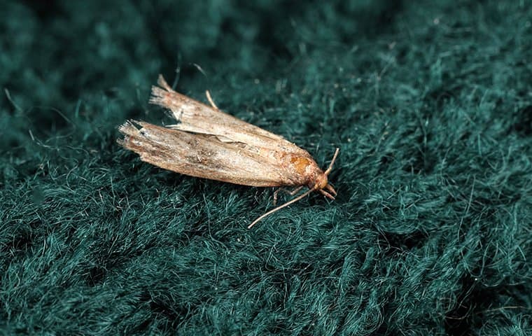 Are Moths Eating Your Clothes? - Proactive Pest Control