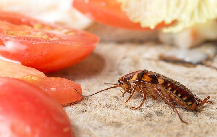 cockroach crawling near food