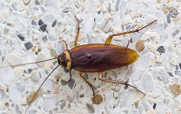 a cockroach crawling on a bathroom floor